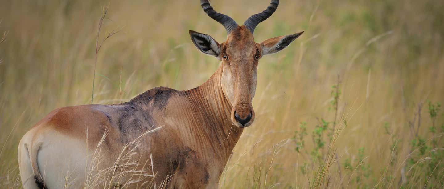 image n.6 of 5 Days Amboseli / Tsavo West & Tsavo East Safari activity in Coast Province, uploaded by supplier