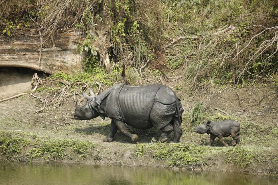 image n.5 of From Kathmandu/Pokhara: 3 Day All-Inclusive Chitwan Safari activity in Pashchimanchal, Western Region, uploaded by supplier