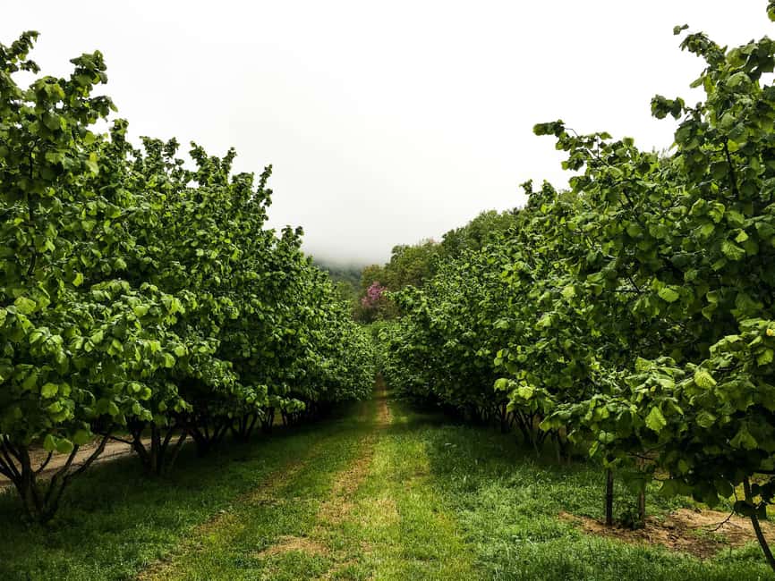 billede nr.12 af aktiviteten Fra Milano: Barolo-vinsmagning, Alba-tur og slotsbesøg i Milano, uploadet af udbyder