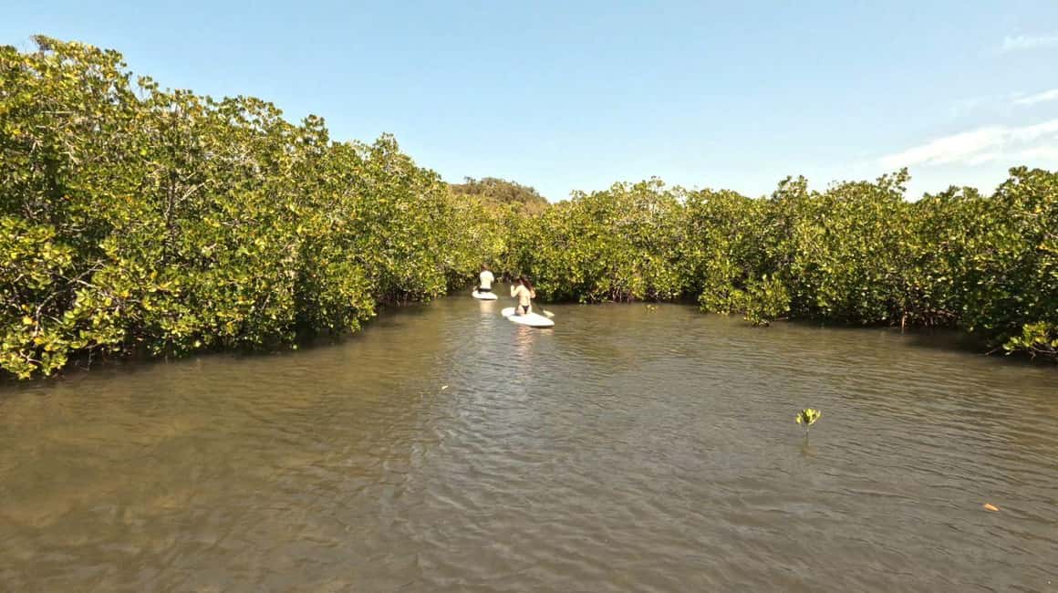 image n.12 of Noosa Stand Up Paddle & Mangrove Tunnel Tour (Self Guided) activity in Noosaville, uploaded by supplier