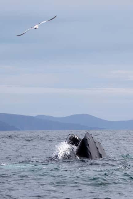 Obraz nr 7 z atrakcji Dingle: Wonders of Blasket Islands Sea Life Wycieczkowy rejs łodzią w Munster, przesłany przez organizatora