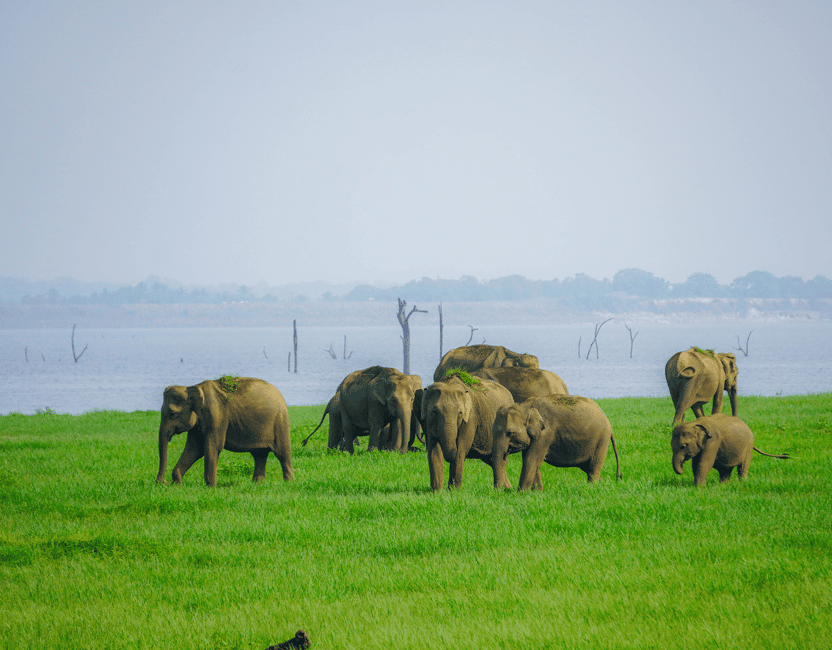 image n.11 of Kaudulla National Park Half Day Sri Lanka Jeep Safari activity in North Central Province, uploaded by supplier