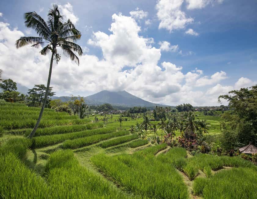 image n.7 of West Bali: Jatiluwih Rice Terrace and Tanah Lot Sunset Tour activity in Jatiluwih, uploaded by supplier