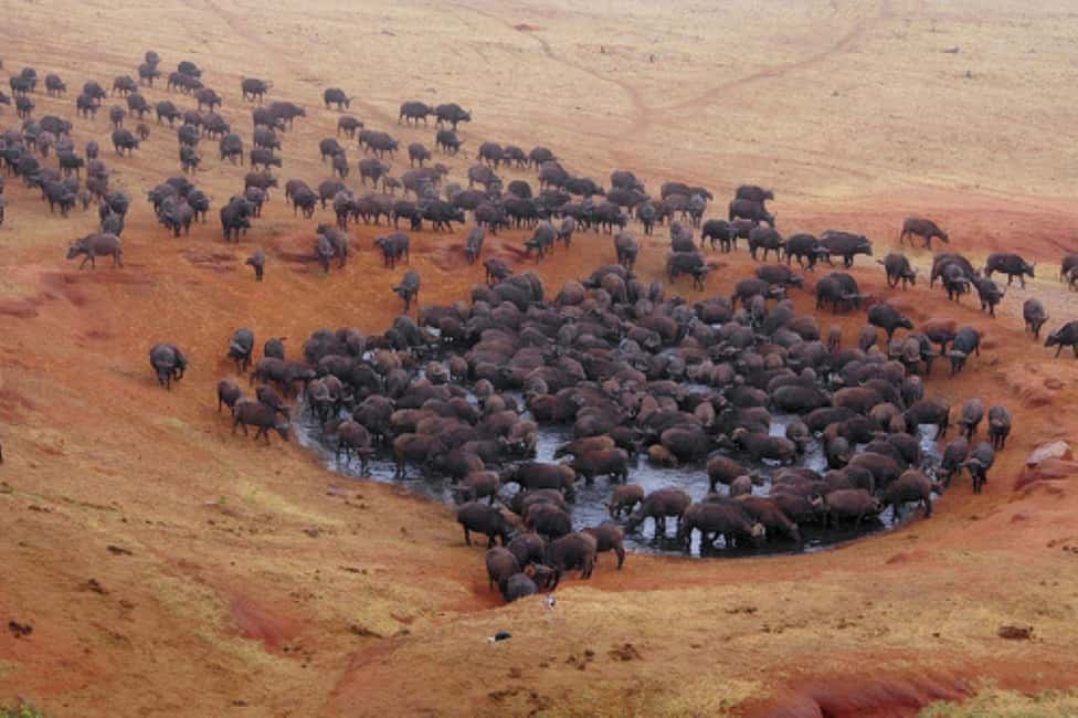 image n.47 of 2-Days Wildlife Safari to Tsavo East & Tsavo West Park activity in Coast Province, uploaded by supplier