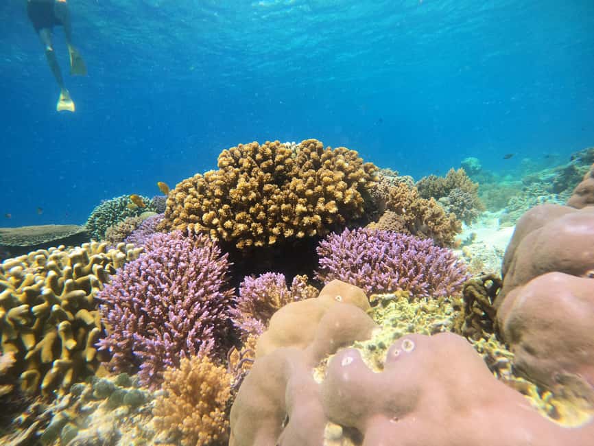 imagem n.8 de De Lombok: Viagem de 1 dia para mergulho com snorkel nas Ilhas Gili atividade em Sonda Ocidental, carregada pelo fornecedor