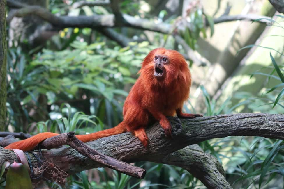image n.6 of Singapore: Zoo & Night Safari Combos with Hotel Pick & Drop activity in Singapore, uploaded by supplier