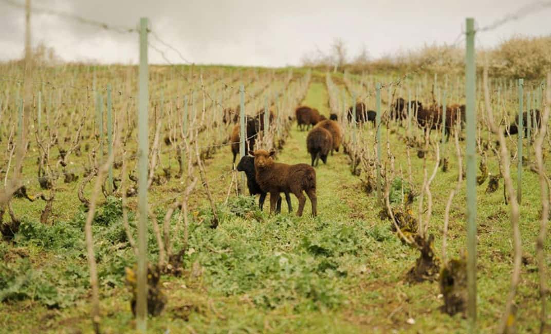image n.4 of From Paris: Champagne Day Trip with 7 Tastings and Lunch activity in Epernay, uploaded by supplier