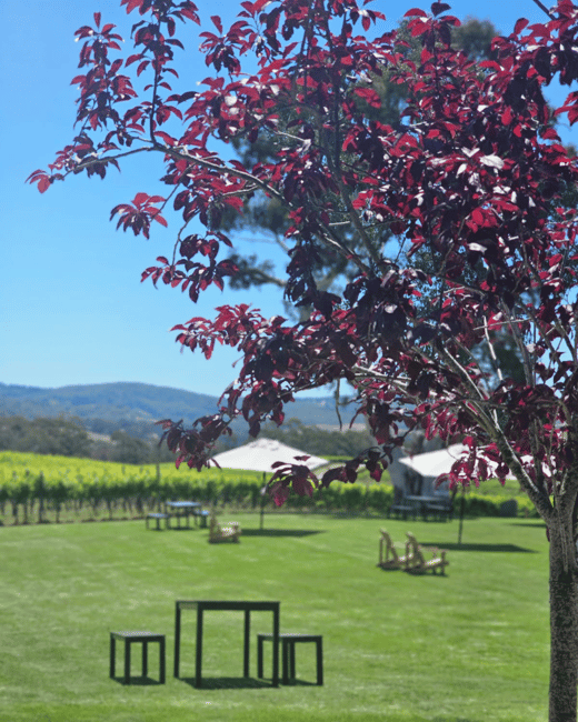 imagen n.º 13 de Desde Adelaida: Hahndorf y Valle de Barossa con almuerzo en bodega actividad en Nuriootpa, subida por el proveedor