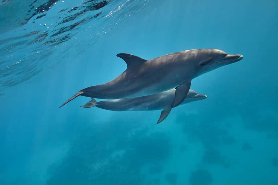 image n.37 of Hurghada: Dolphin & Coral Reef Snorkeling Tour with Lunch activity in Hurghada, uploaded by supplier