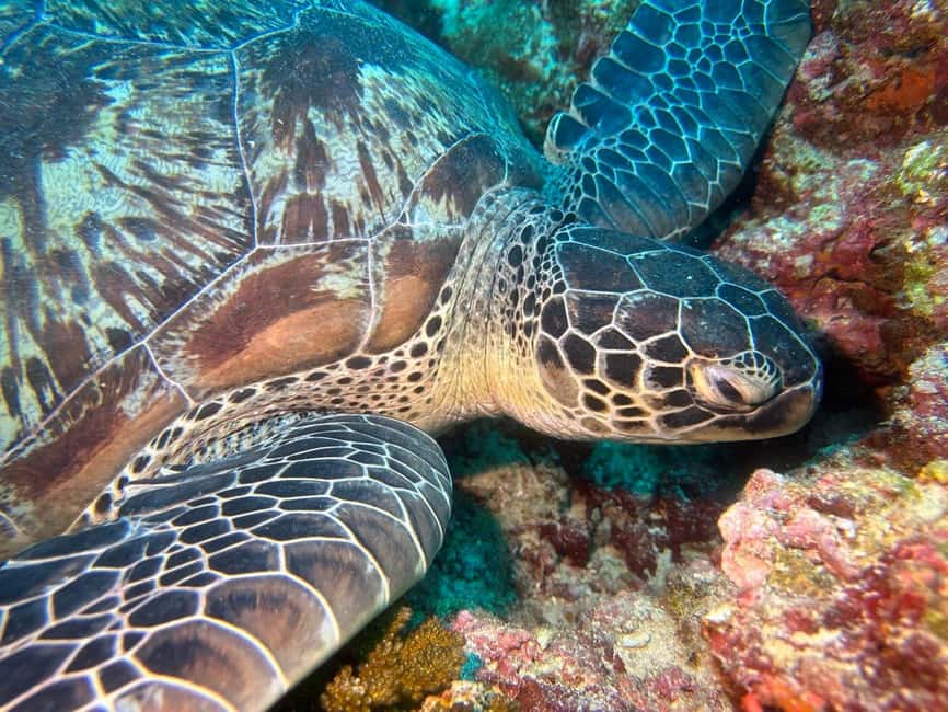 Immagine nº 8 di Maafushi: tour in barca con snorkeling nei giardini di corallo e pranzo attività a Maafushi, caricata dal fornitore