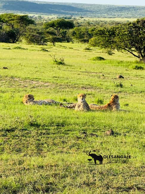 image n.105 of From Nairobi to Masai Mara Reserve & Village visit Day trip activity in Central Kenya, uploaded by supplier