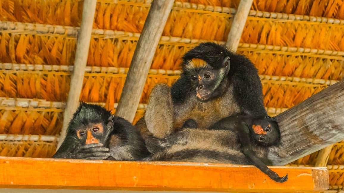 image n.12 of Iquitos | Amazon Tour | 4D/3N in Amazon Rainforest Jungle activity in Huanuco Region, uploaded by supplier