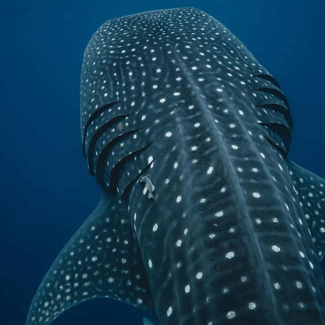 image n.1 of Whale Shark swimming ocean safari all included tour activity in Quintana Roo, uploaded by supplier