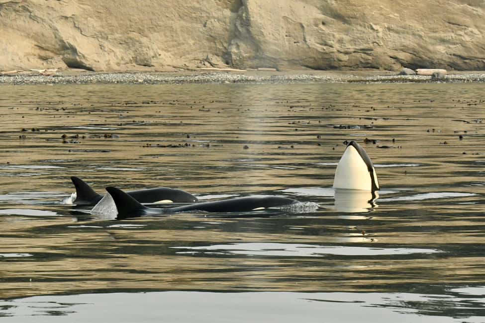 image n.6 of Anacortes: Full Day Whale/Wildlife Tour; Friday Harbor Stop activity in Anacortes, uploaded by supplier