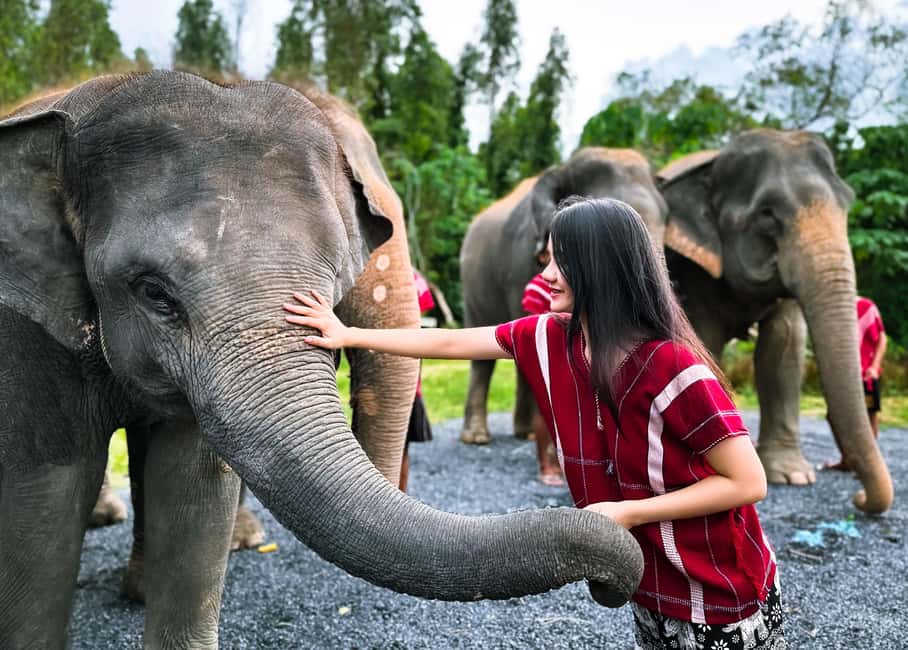 image n.3 of Phuket: Elephant Experience with Lunch or Dinner and Pickup activity in Phuket City, uploaded by supplier