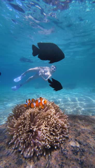 image n.43 of Koh Lipe: Longtail Boat Snorkeling Trip with Lunch activity in Gulf of Thailand, uploaded by supplier