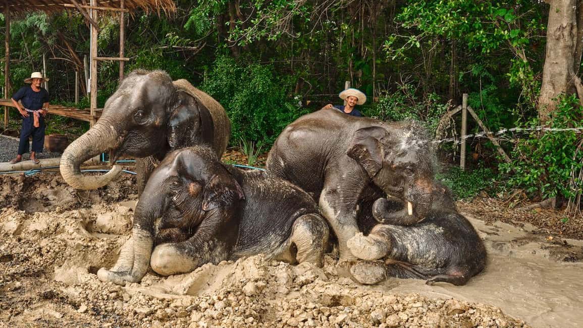 imagem n.7 de Destaques de Bangcoc: Cuidados éticos com elefantes e almoço buffet atividade em Província de Chachoengsao, carregada pelo fornecedor