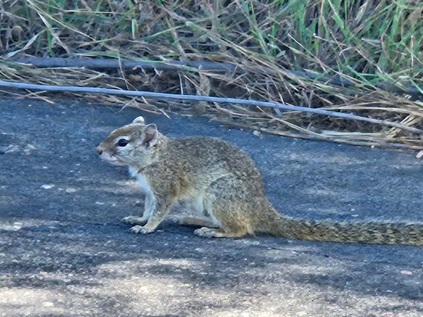 サプライヤーによってアップロードされた、北西州のプライベートサファリツアー：ピランスバーグ国立公園 ビッグ5の画像#18