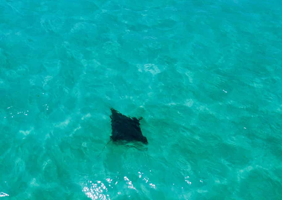 image n.16 of Brisbane: Stradbroke Island Tour - Beaches, Wildlife & Vibes activity in Brisbane, uploaded by supplier