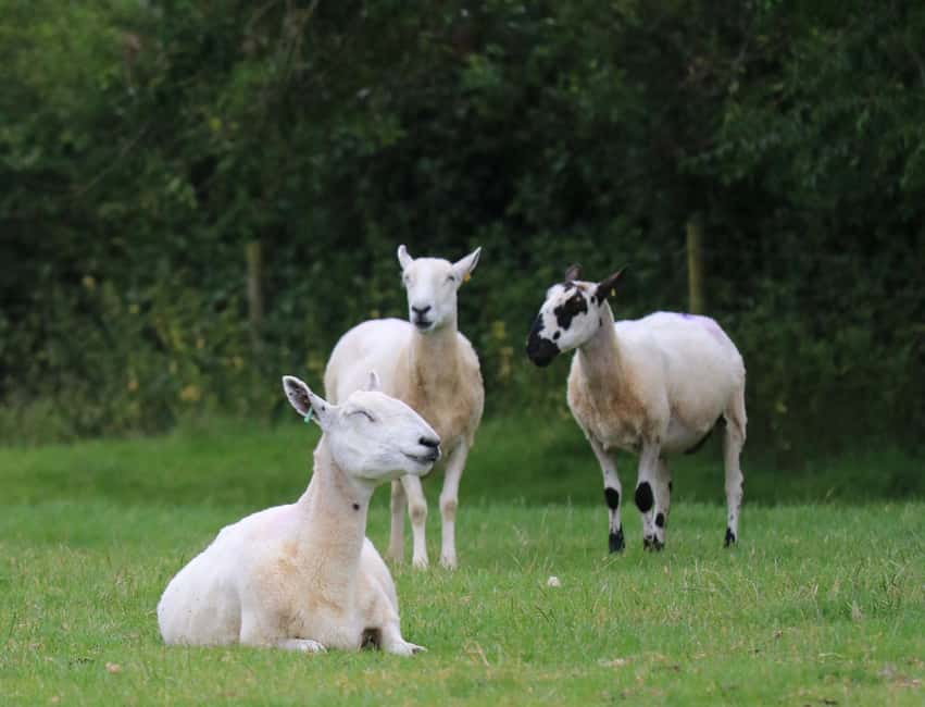 image n.33 of London: Full Day Cotswolds Tour with Shakespeare's Stratford activity in Bibury, uploaded by supplier