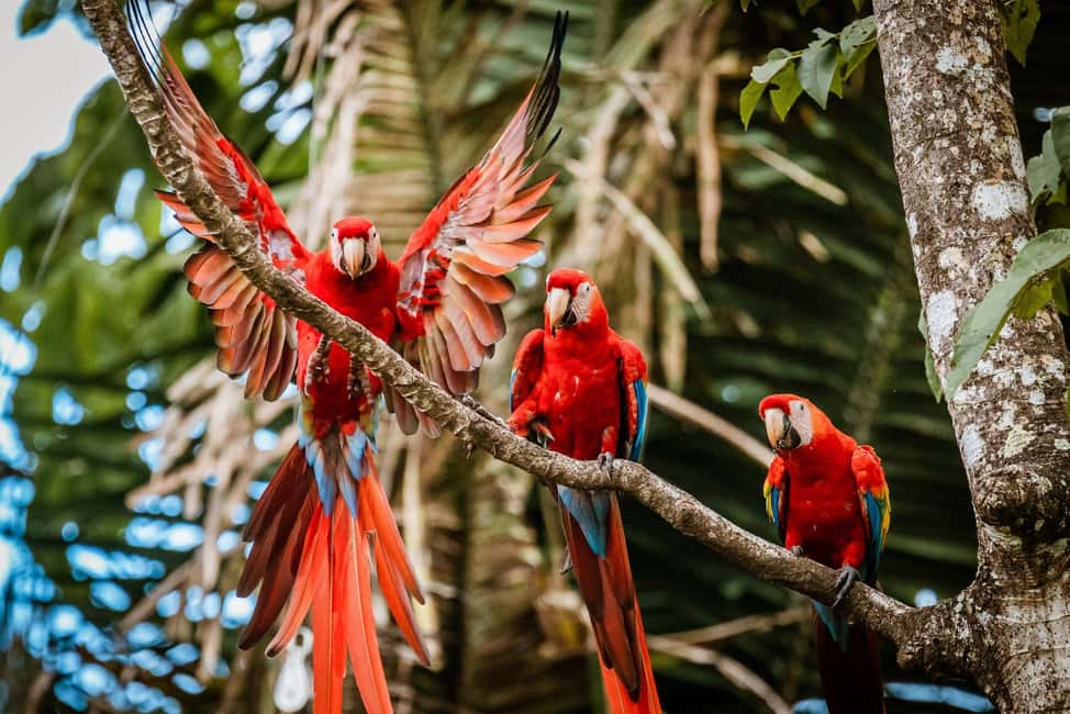 image n.28 of Carara National Park: Best Tour Carara National Park-One Day activity in Puntarenas Province, uploaded by supplier