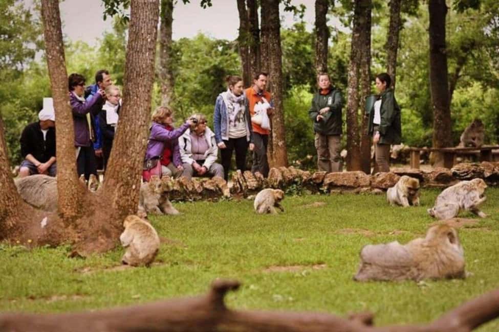 image n.2 of From Fez: Middle Atlas Ifran and Forest of Monkeys Day Trip activity in Ifran, uploaded by supplier