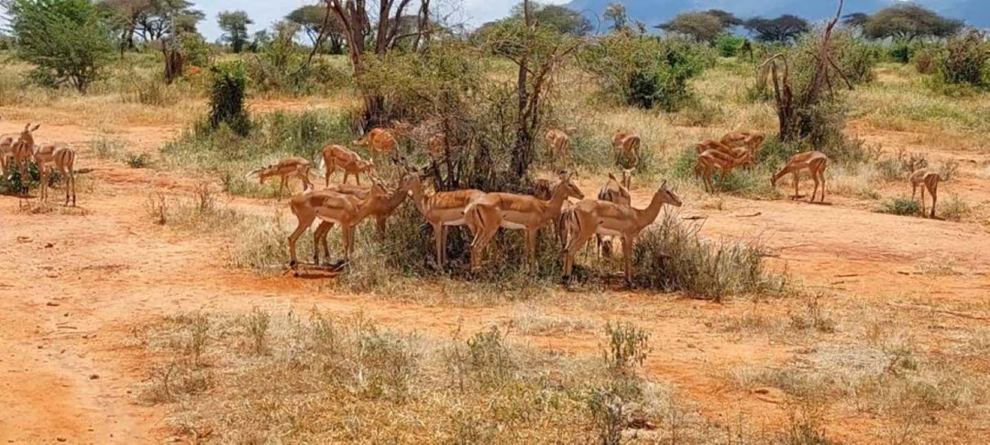 image n.57 of 2-Days Wildlife Safari to Tsavo East & Tsavo West Park activity in Coast Province, uploaded by supplier