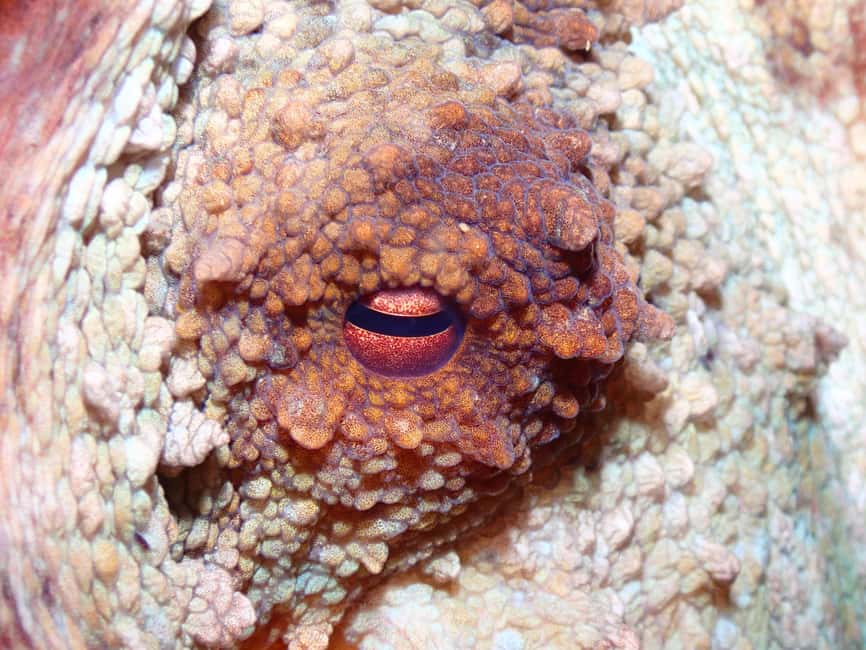 image n.27 of Menorca: Baptism Scuba Diving in Marine Reserve activity in Port d'Addaia, uploaded by supplier