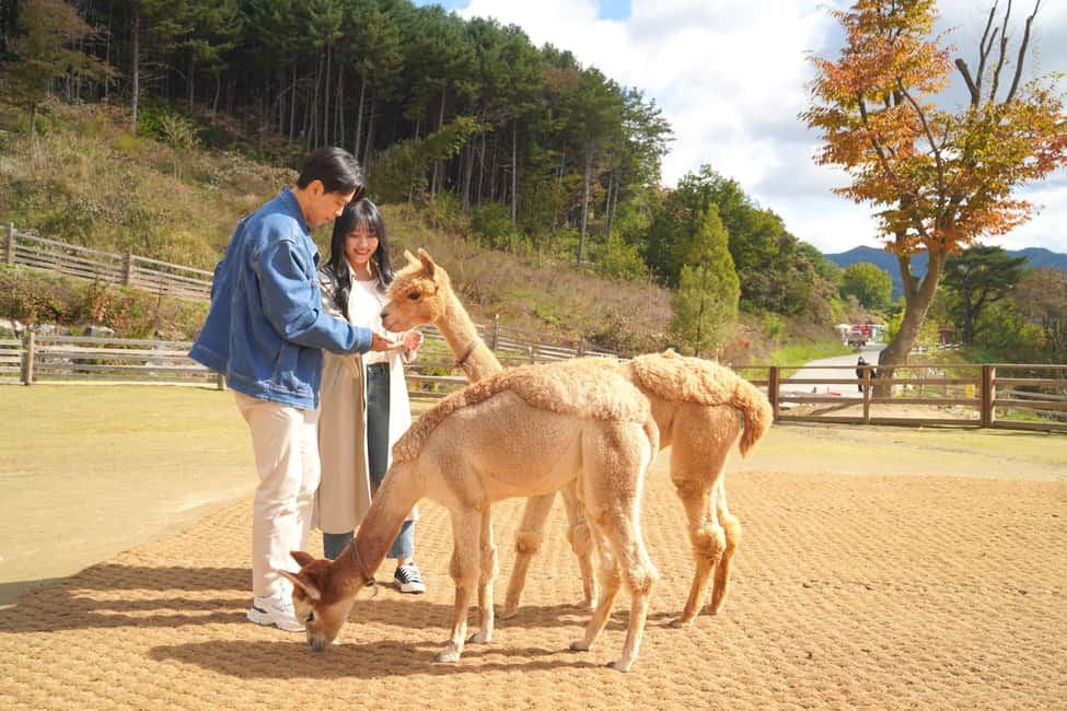 image n.16 of Seoul to/from Nami Island or Alpaca World: Shuttle Service activity in Seoul, uploaded by supplier