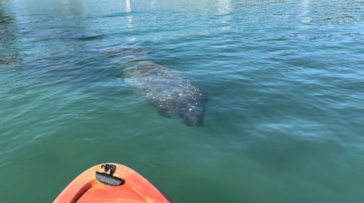 image n.2 of Bradenton: Anna Maria Island Guided Kayaking Manatee Tour activity in Bradenton, Florida, uploaded by supplier