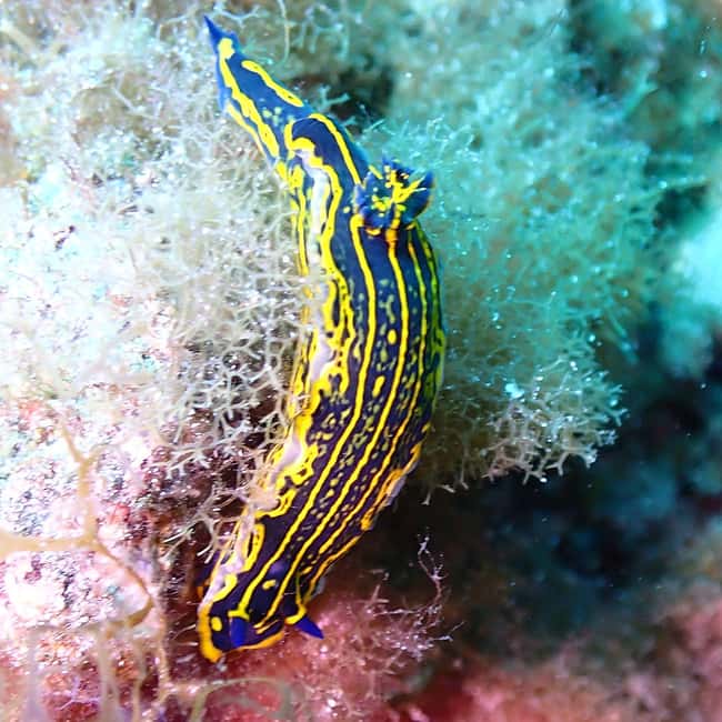 image n.20 of Tenerife: Half-Day Snorkeling Tour activity in Arico, uploaded by supplier