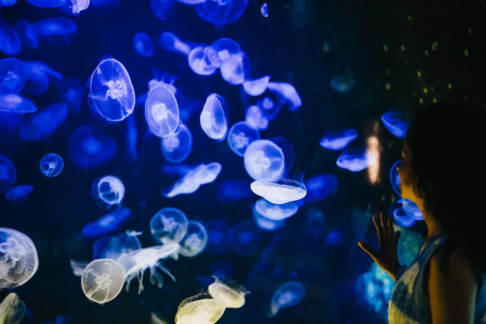 Bild Nr. 13 von Gebiet Heraklion: CRETAquarium Eintrittskarte Aktivität in Heraklion, hochgeladen vom Anbieter
