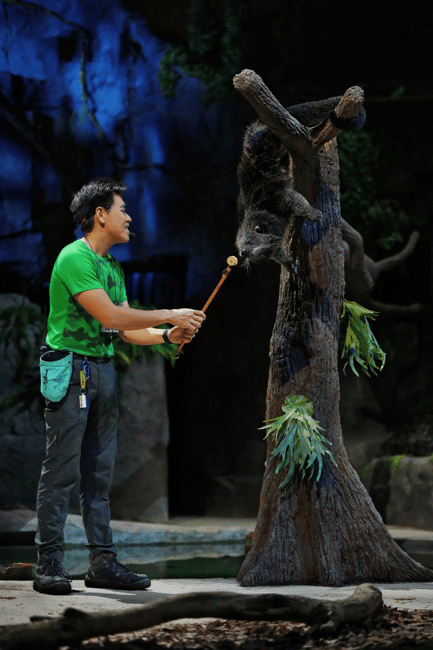 imagem n.26 de Singapura: Ingresso para o Safari Noturno e para o Passeio de Elétrico atividade em Singapura, carregada pelo fornecedor