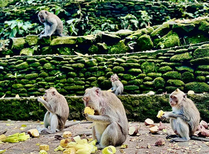 image n.7 of Ubud: Sacred Monkey Forest Sanctuary Ticket and Guided Tour activity in Ubud, uploaded by supplier
