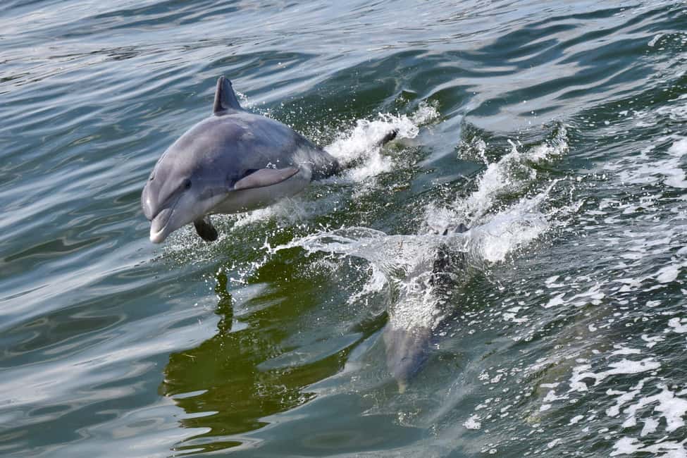 bilde nr.3 av Augustine: Havnetur med delfinsafari og drikke aktivitet i St. Augustine, lastet opp av leverandør