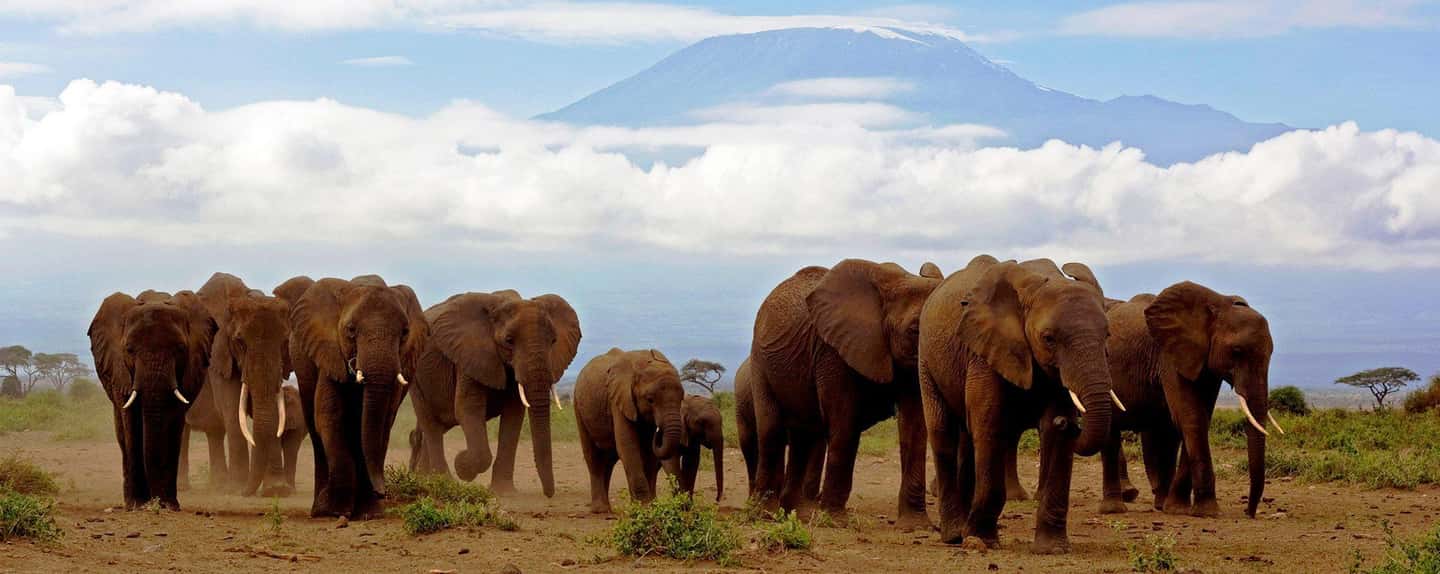 image n.8 of 6-Day kenya safari to Amboseli and Tsavo west & East. activity in Coast Province, uploaded by supplier