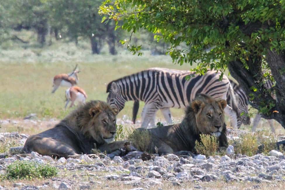 image n.22 of Etosha National Park: Full or Half-Day Game Drive activity in Oshikoto Region, uploaded by supplier