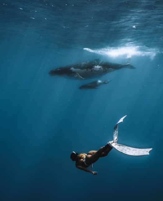 image n.5 of Moorea 4H Shared Boat Tour whales watching and Snorkeling activity in Windward Islands, French Polynesia, uploaded by supplier