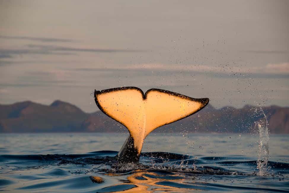 image n.5 of Bleik: Whale Watching by Speedboat with Puffins and Muffins activity in Nordland County, uploaded by supplier