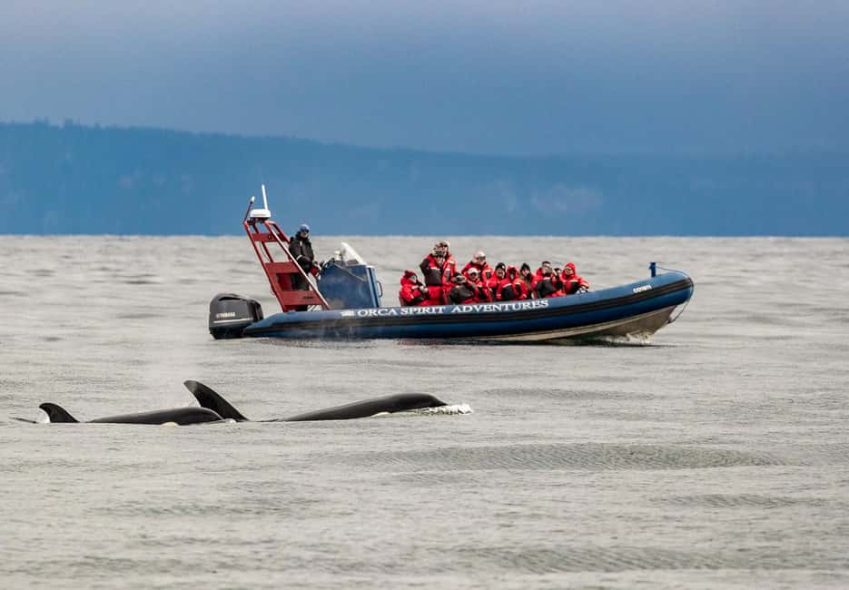 image n.6 of Vancouver: Seaplane to Victoria and Whale Watching Day Trip activity in Vancouver, uploaded by supplier