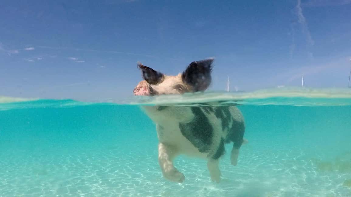 Image N°14 de Depuis Nassau : Nager avec des cochons Safari activité à Nassau, Bahamas, publiée par le prestataire