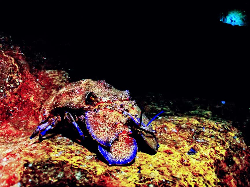 image n.14 of Menorca: Baptism Scuba Diving in Marine Reserve activity in Port d'Addaia, uploaded by supplier
