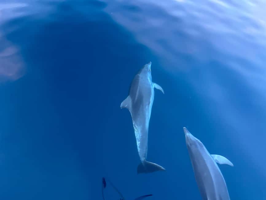 Bild Nr. 43 von Pula: Delfinbeobachtung & Sonnenuntergangskreuzfahrt mit Abendessen & Getränken Aktivität in Pula, Kroatien, hochgeladen vom Anbieter