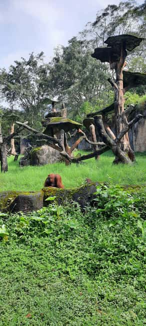 image n.7 of Jakarta : Taman Safari, Panda Palace, and Waterfall activity in Bogor, uploaded by supplier