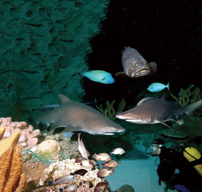Image N°5 de Kuala Lumpur : billet d'entrée à Aquaria KLCC activité à Kuala Lumpur, publiée par le prestataire