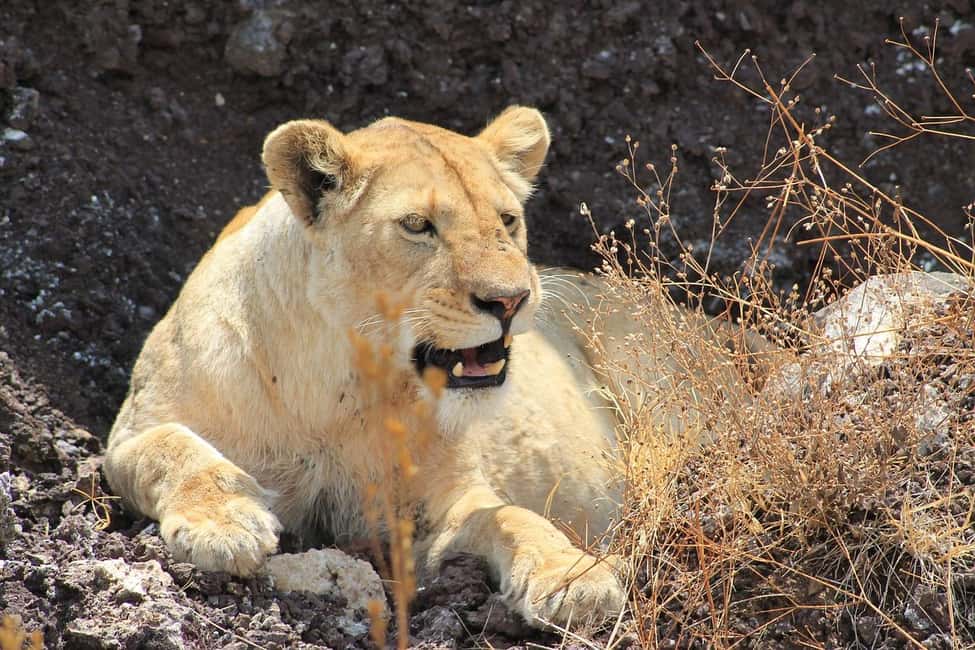 Image N°11 de Arusha : Safari en camping de plusieurs jours au Serengeti et au Ngorongoro activité à Région d'Arusha, publiée par le prestataire