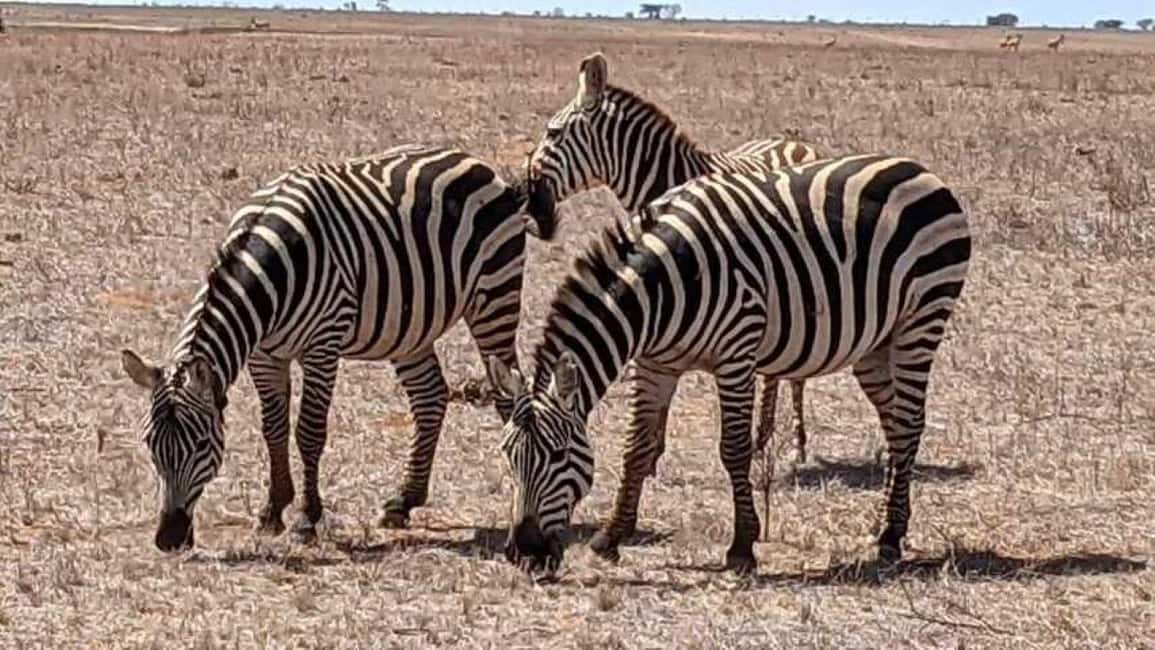 image n.12 of Tsavo East and Tsavo West Sanctuary Safari activity in Coast Province, uploaded by supplier