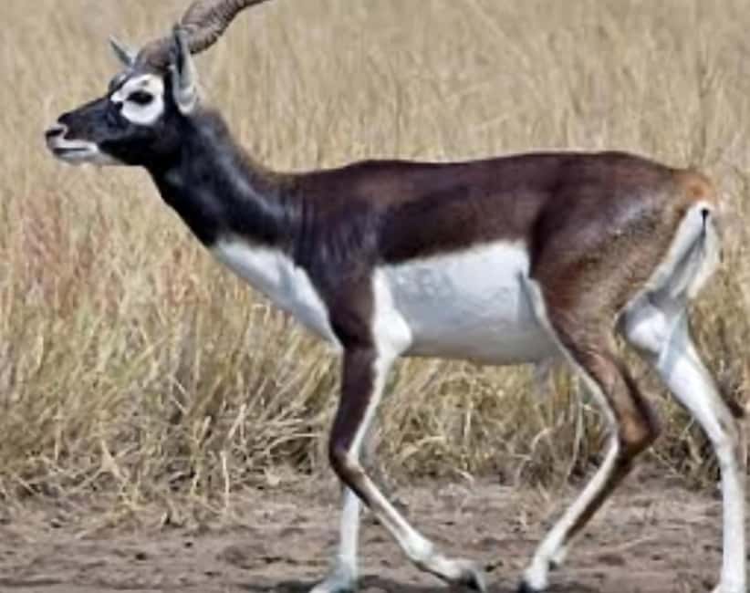 image n.16 of Bishnoi Village :Safari tour activity in Jodhpur, uploaded by supplier