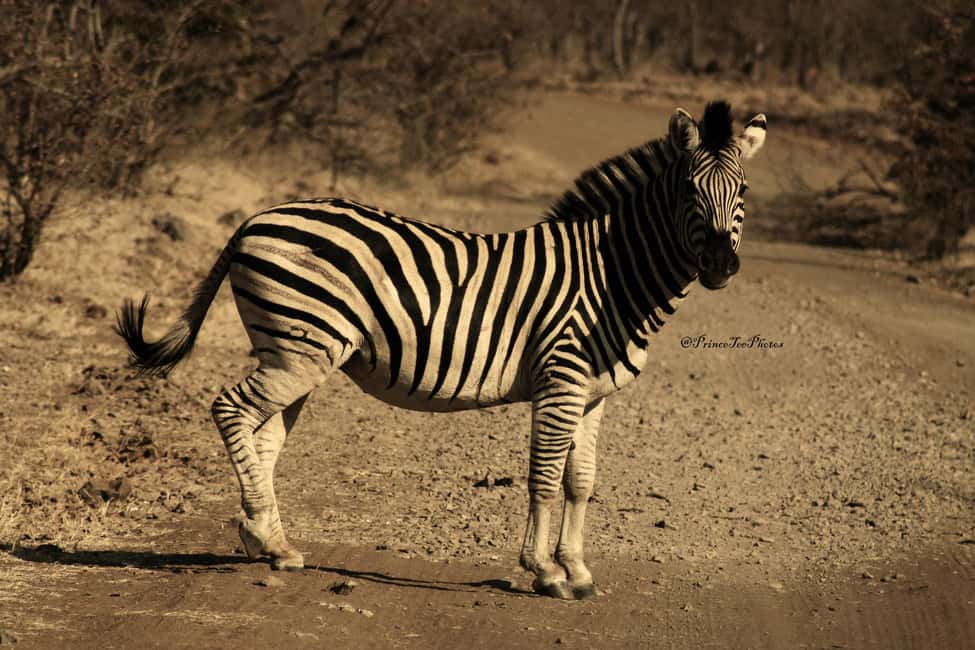 image n.7 of Victoria Falls, Chobe day trip and devils pool combo activity in Victoria Falls Town, uploaded by supplier