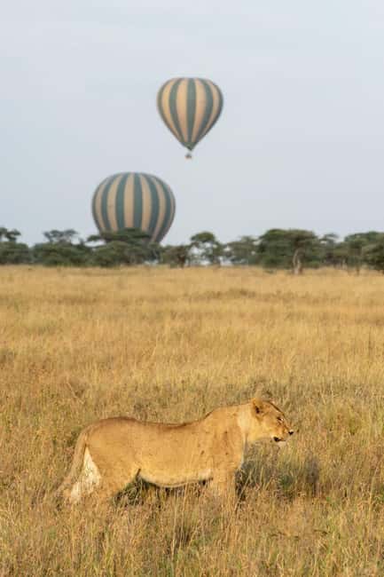 Image N°36 de Parc national du Serengeti : Safari en montgolfière à l'aube activité à Région de Mara, publiée par le prestataire